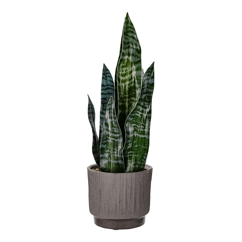 Pasto artificial 46 cm GX-C919 Home Sweet Home