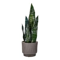 Pasto artificial 46 cm GX-C919 Home Sweet Home